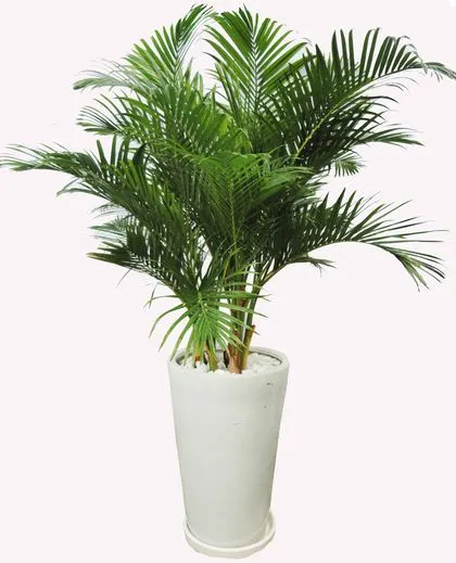 Các loại lá thường dùng trong cắm hoa Các loại lá thường được sử dụng để cắm hoa