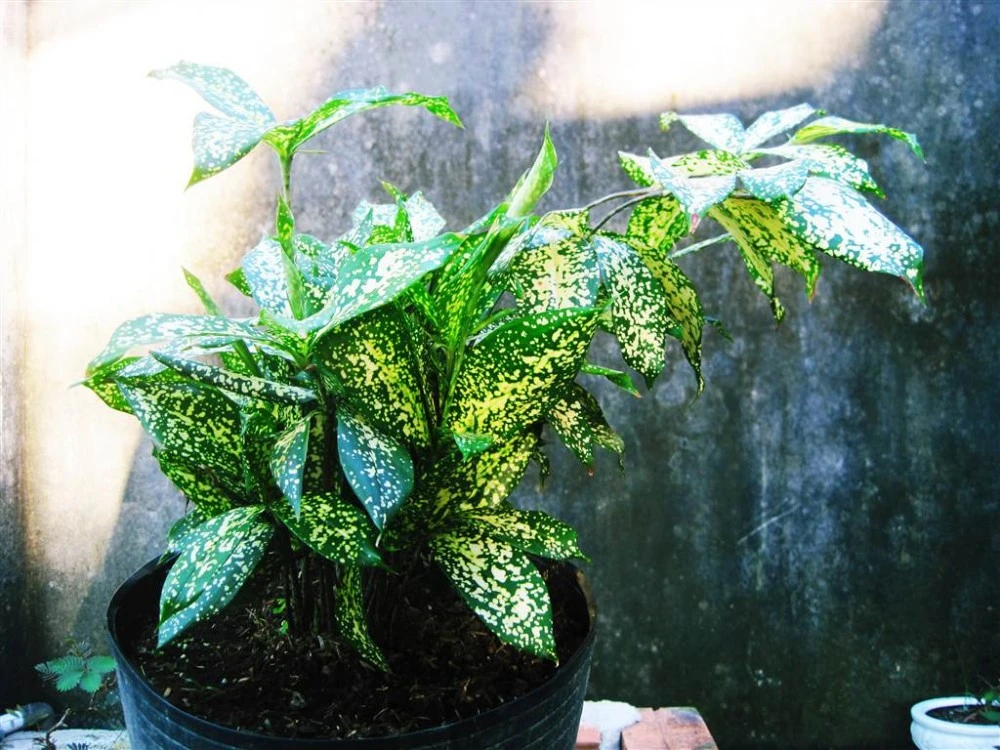 Các loại lá thường dùng trong cắm hoa Các loại lá thường được sử dụng để cắm hoa