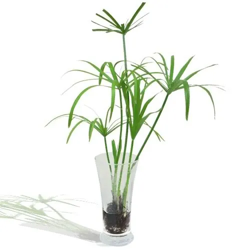 Các loại lá thường dùng trong cắm hoa Các loại lá thường được sử dụng để cắm hoa