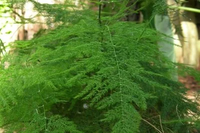 Các loại lá thường dùng trong cắm hoa Các loại lá thường được sử dụng để cắm hoa
