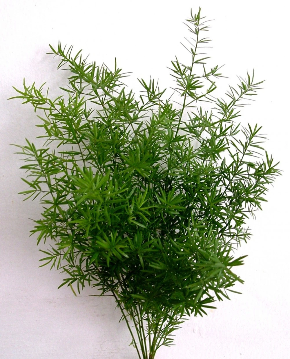 Các loại lá thường dùng trong cắm hoa Các loại lá thường được sử dụng để cắm hoa