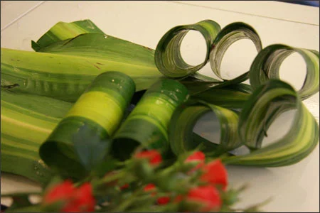 Cách bó hoa hồng tiểu muội cực đơn giản cho bạn