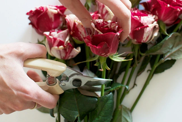 L&#224;m v&#242;ng hoa hồng dễ thương cho ng&#224;y Valentine trắng