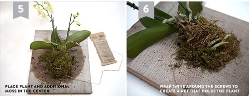 C&#225;ch l&#224;m chậu c&#226;y &quot;m&#224;n h&#236;nh phẳng&quot; vừa trồng vừa treo