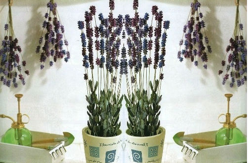 C&#225;ch l&#224;m hoa lavender bằng giấy đơn giản nhất