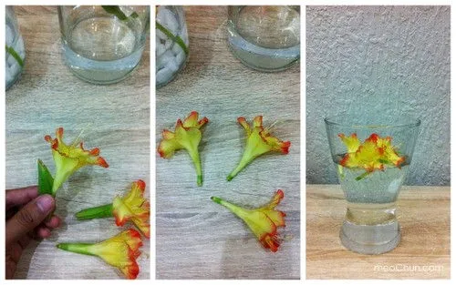Hướng dẫn 3 c&#225;ch cắm hoa lay ơn đơn giản đẹp nh&#224;