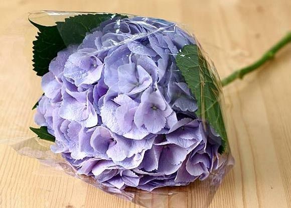 C&#225;ch cắm hoa cẩm t&#250; cầu v&#224; lan tường để b&#224;n 8/3