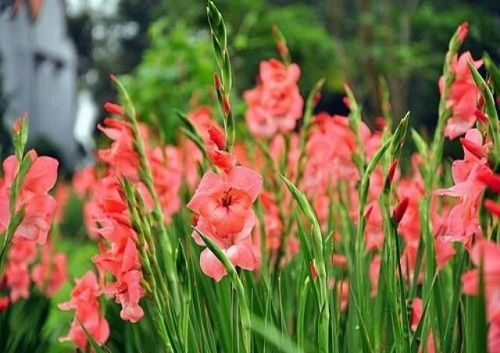 C&#225;ch cắm hoa lay ơn tươi l&#226;u trong dịp Tết Nguy&#234;n Đ&#225;n