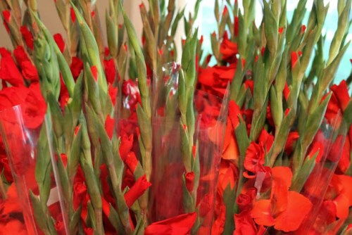 C&#225;ch cắm hoa lay ơn tươi l&#226;u trong dịp Tết Nguy&#234;n Đ&#225;n
