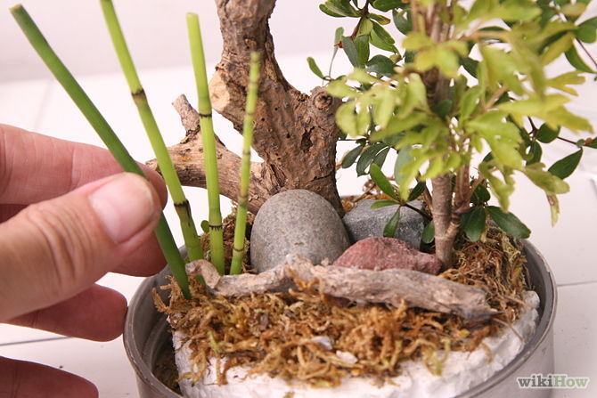 S&#225;ng tạo l&#224;m rừng c&#226;y đầy sức sống trong lọ thủy tinh