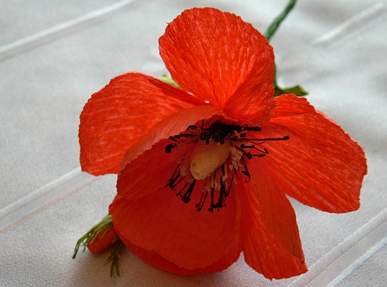 Tự l&#224;m b&#236;nh hoa poppy giấy rực rỡ ấm &#225;p